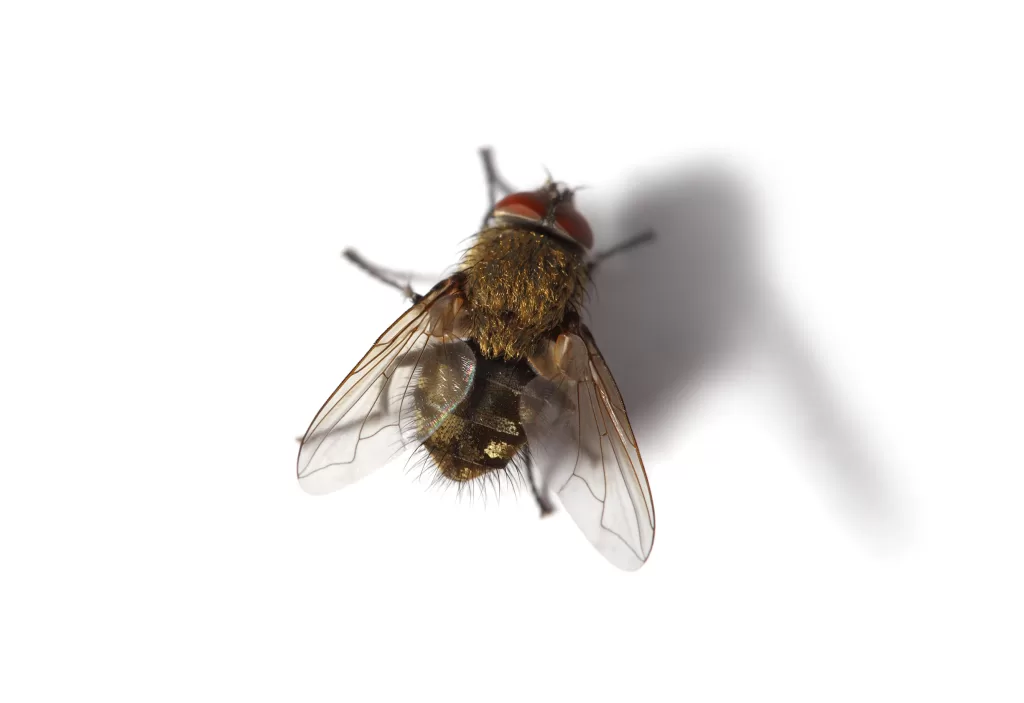 Cluster Flies