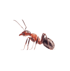 Ants