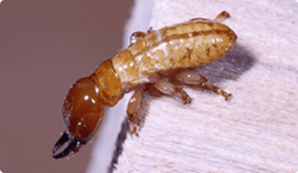  Drywood Termites