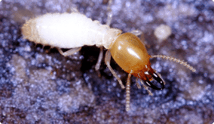  Formosan Termites