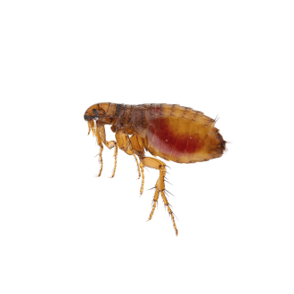 Fleas