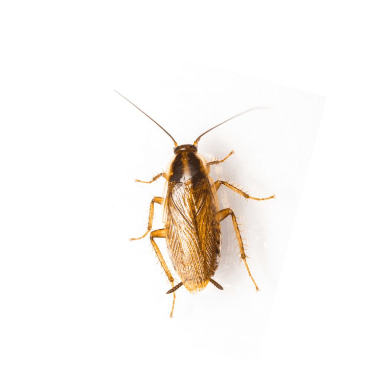   German cockroaches