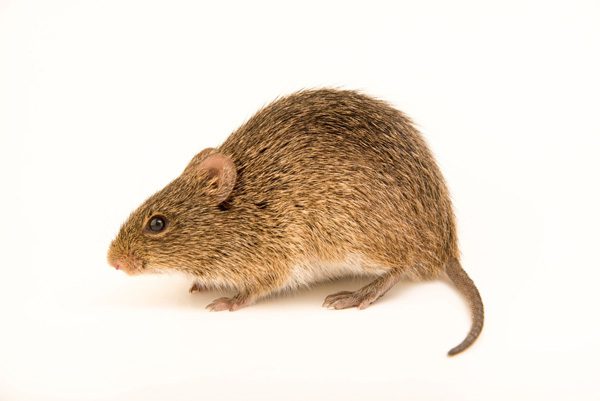 Cotton Rat