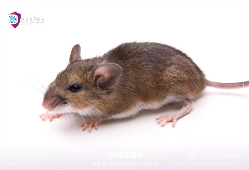 White-Footed Mice