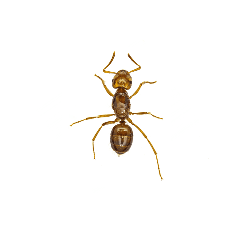 نمل الرطوبة