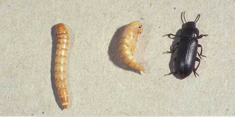 Flour worm beetle