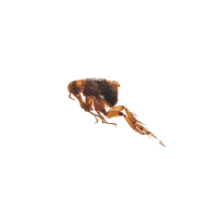 Fruit Flies