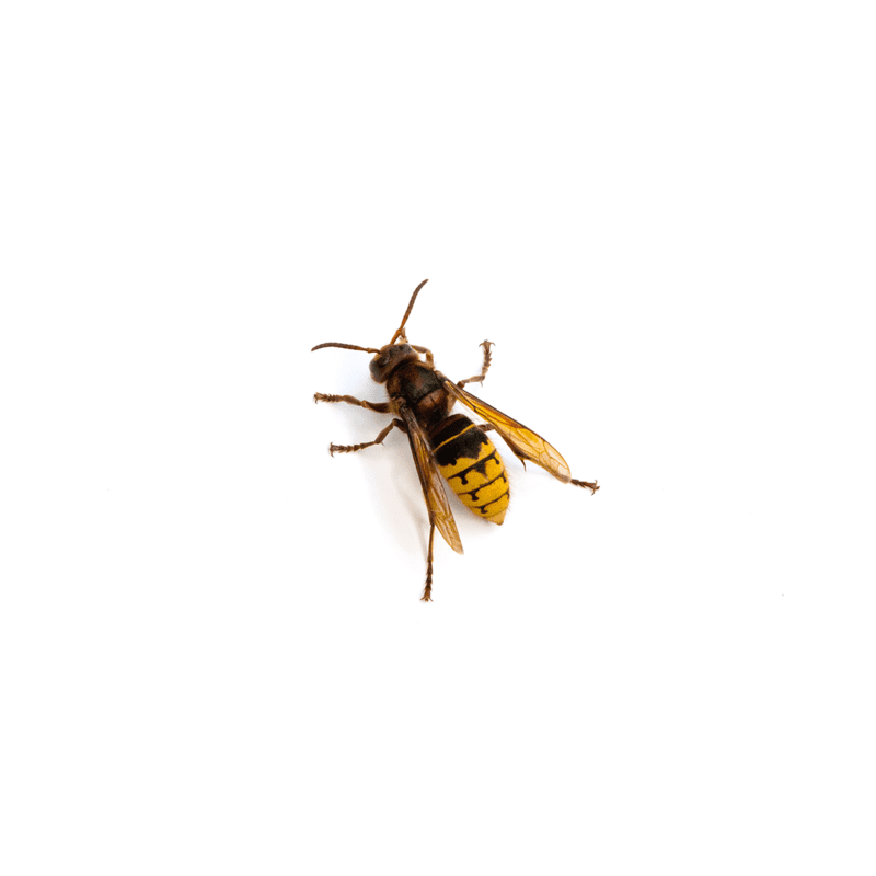 Hornets