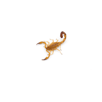 Scorpions