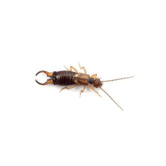 Earwigs
