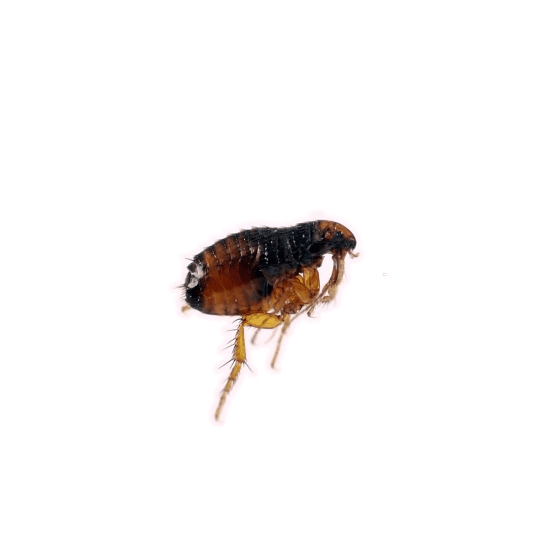 براغيث الكلاب