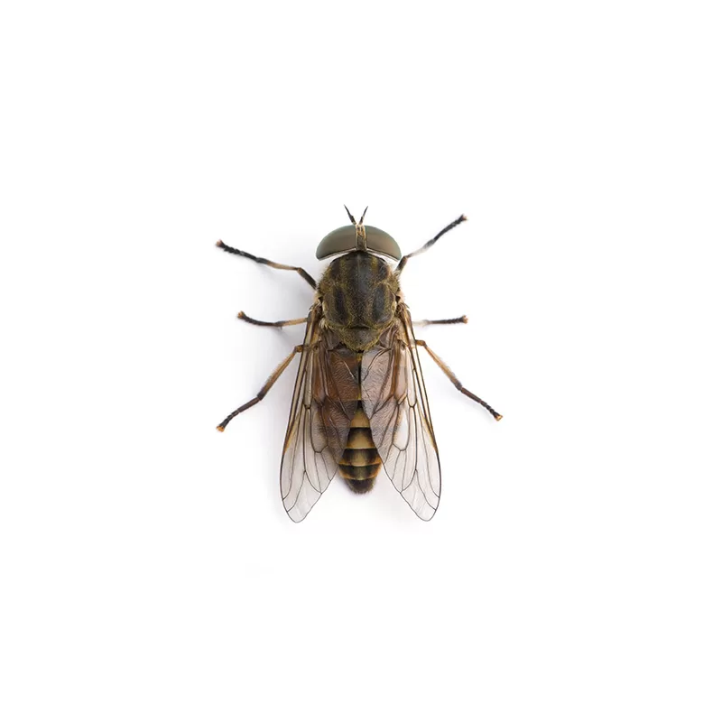 ذبابة الخيل