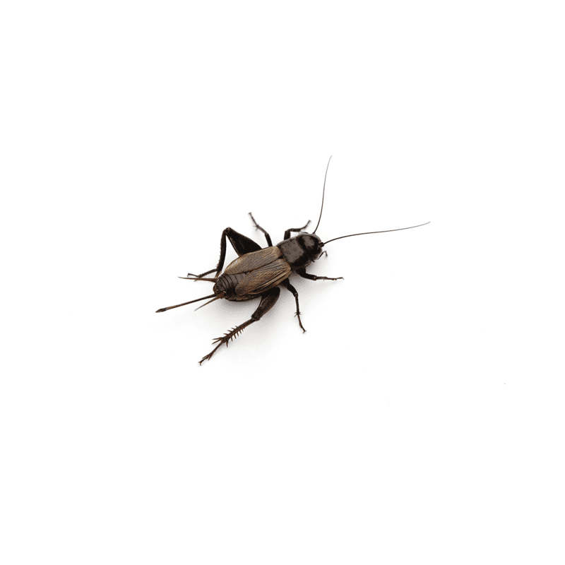 Crickets
