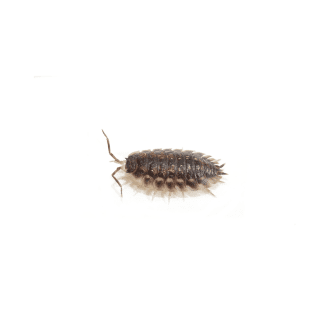 Woodlice