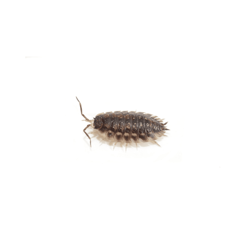 Woodlice