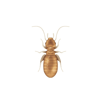 Booklice