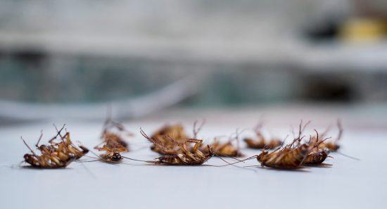 التخلص من الصراصير بالاعشاب