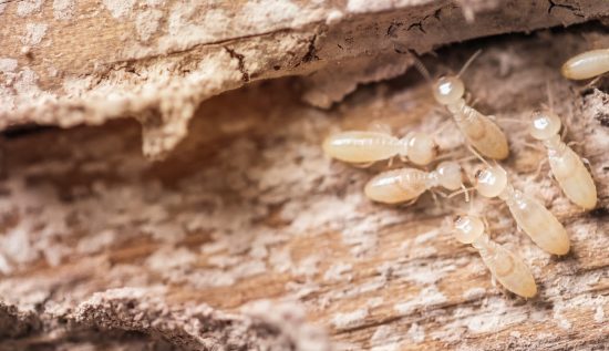 طرق تقضي على النمل الأبيض