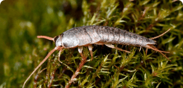 Jumping Bristletail