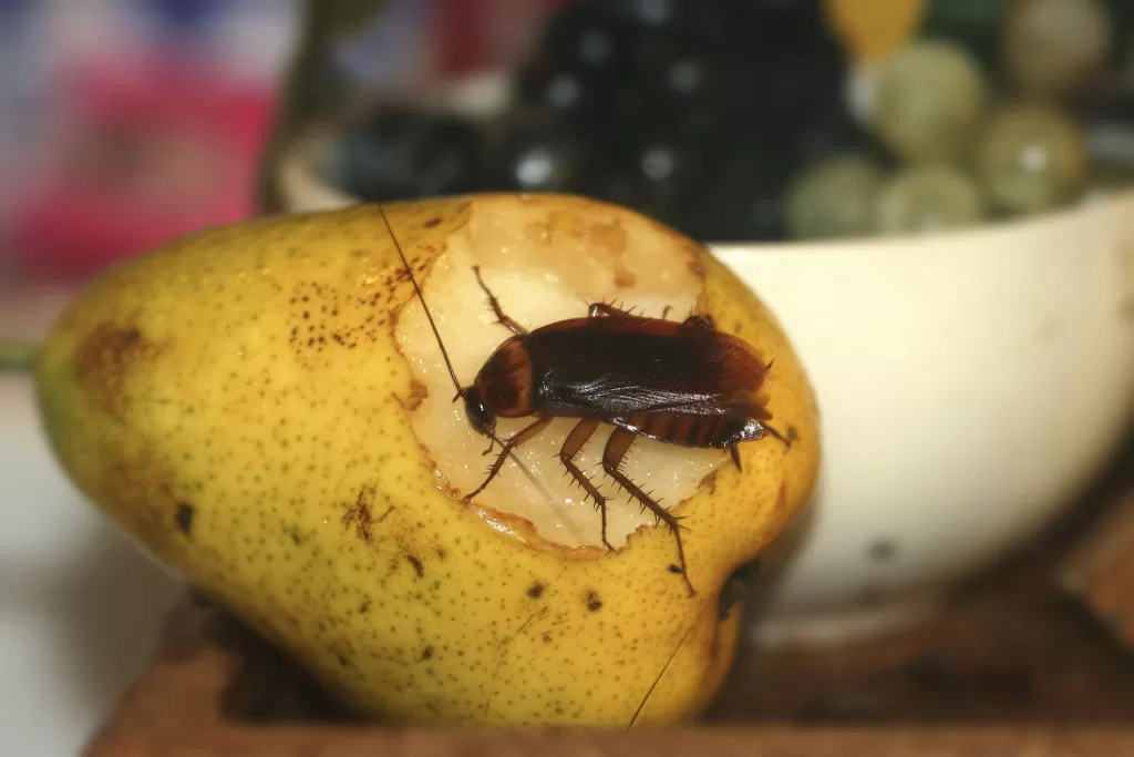 أضرار الصراصير