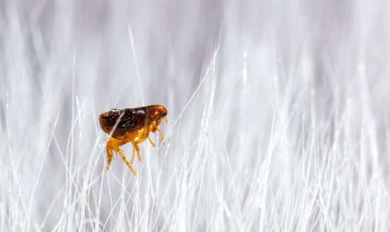 أسباب ظهور البراغيث