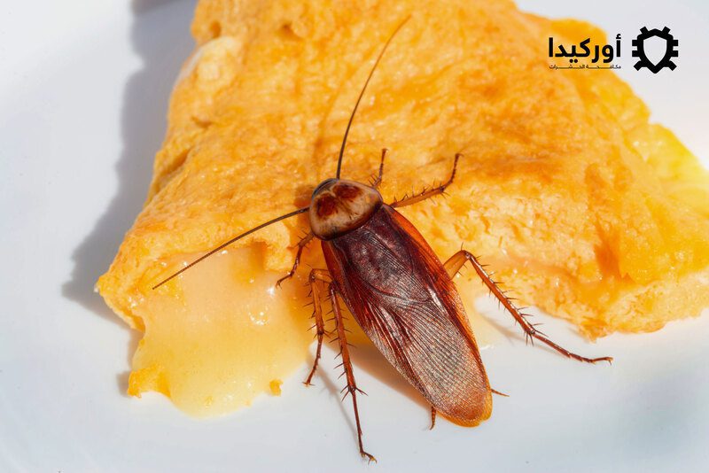 ما هي اضرار الصراصير على الإنسان