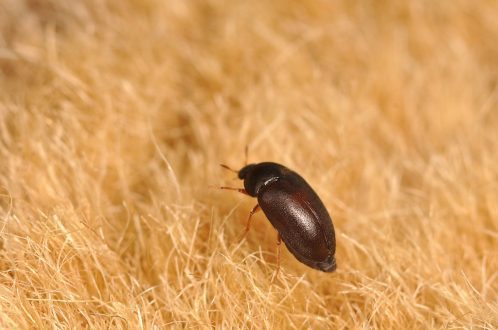 الخنافس السوداء الصغيرة