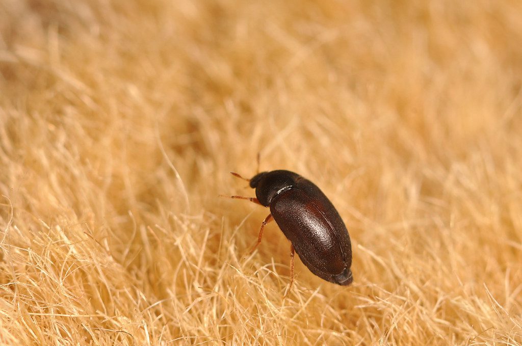 الخنافس السوداء الصغيرة