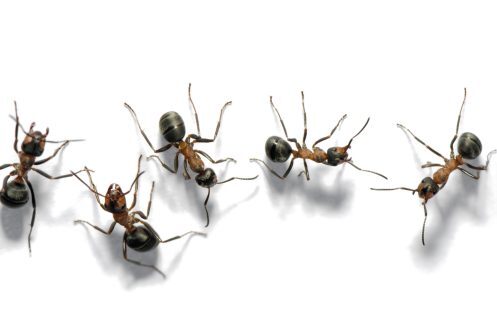 تزاوج حشرة النمل