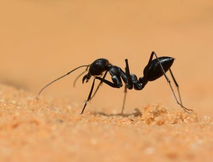طريقة التخلص من النمل