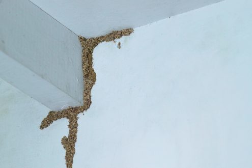 علاج الارضة في الجدار