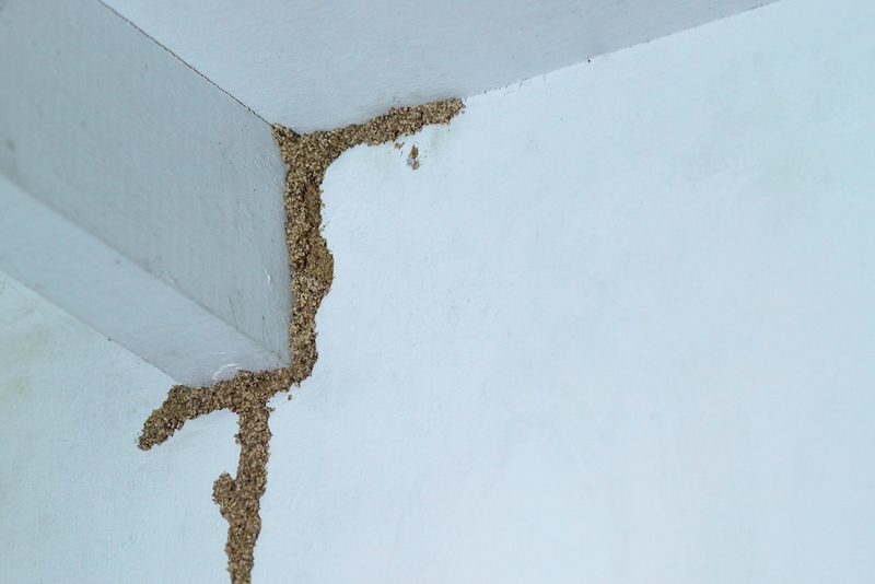 علاج الارضة في الجدار