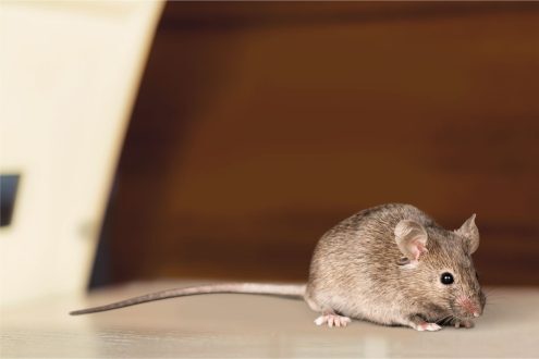 هل الصابون يساعد في التخلص الفئران