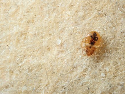 Bed bugs Company Jeddah