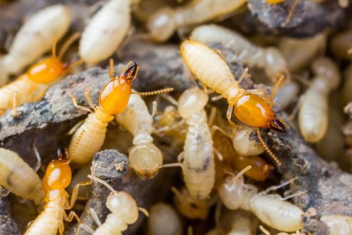 Termites Pest Control in Jeddah