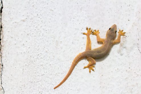 Gecko control company in Jeddah